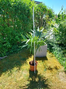 Trachycarpus fortunei Hanfpalme bis 160 cm Höhe Freilandzucht. Frosthart bis -18 Kunden-Foto 7