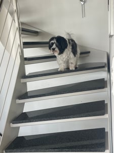 PawHut Absperrgitter für Hunde Schutzgitter Hundegitter Kiefer Weiß Kunden-Foto 2