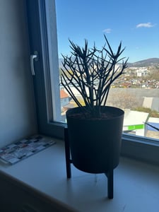 Euphorbia tirucalli - Bleistiftkaktus - grosse Pflanze im 12cm Topf Kunden-Foto 2