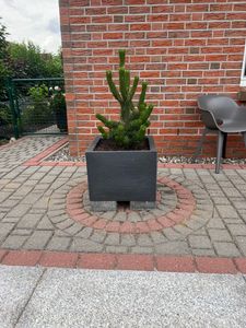 Schwarzkiefer Oregon Green - Pinus nigra Oregon Green 60-70 Kunden-Foto 1