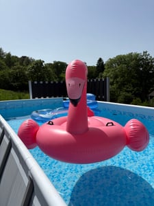 INTEX 57525NP - Schwimmtier - Great White Shark Aufblastier Weißer Hai Kunden-Foto 1