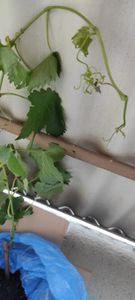 Vitis vinifera Chardonnay - 3er Set - Weinrebe - Topf 9cm - Höhe 25-40cm Kunden-Foto 3