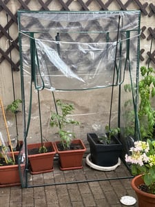 GREENPRO XXL Gewächshaus Treibhaus Frühbeet Foliengewächshaus Tomaten Kunden-Foto 2