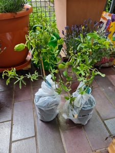 Passionsblume Passiflora caerulea 60–70 cm – winterharte Kletterpflanze, exotisch, pflegeleicht, ideal für Garten, Balkon & Terrasse Kunden-Foto 1
