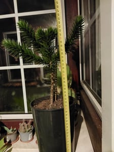 Chilenische Schmucktanne 60–80 cm Araucaria araucana winterharte Andentanne Affenbaum Schlangenbaum für Garten Kunden-Foto 1