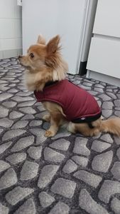 TRIXIE Arlay, pelo di cane, XXS 21cm, mirtillo Foto del cliente 1