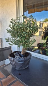 Olivenbaum Bonsai 70 - 90 cm Formgehölz, Olive winterhart, Olea europaea Kunden-Foto 2