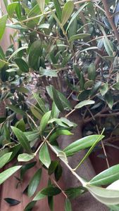 Olivenbaum Olive "Angebot" 150 - 180 cm, beste Qualität, winterhart, Olea Europaea Kunden-Foto 5