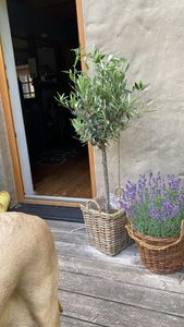 Olivenbaum Stamm Olive 80 - 100 cm hoch, beste Qualität, Olea Europaea Kunden-Foto 9
