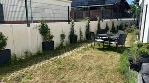Sternjasmin ca. 120 cm - Immergrün, Duftend & Winterhart Trachelospermum jasminoides Kunden-Foto 3