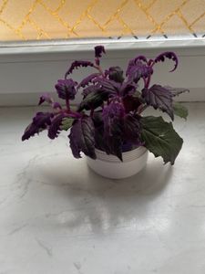 Gynura Purple Passion – sametolistá – sametová kopřiva – fialová rostlina – 8 cm Fotografie od zákazníka č. 1