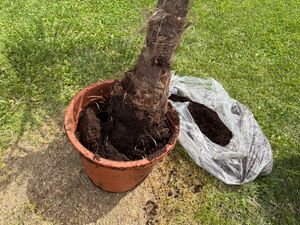 Seltene Trachycarpus Wagnerianus Hanfpalme bis 120 cm Höhe Frosthart bis -19 Grad Kunden-Foto 5