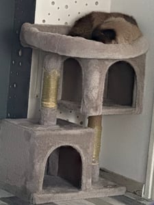 Feandrea Kratzbaum, 74 cm Katzenbaum, M, Katzenhaus für mittelgroße Katzen bis zu 5 kg, große Plattform, 2 Katzenhöhlen, Sisalstämme, hellgrau PCT612W01 Kunden-Foto 2