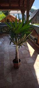 Palmy zimotrwałe XXL, odmiana Hanfpalme, wysokość 160-220 cm, odporność do -18°C, Trachycarpus Fortunei Zdjęcie produktu od klienta nr 12