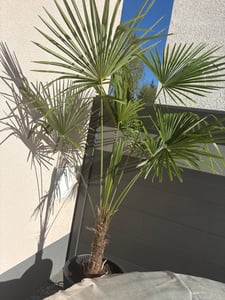 XXL Palme Stammhöhe 40-50 cm winterhart 160-180 cm Trachycarpus fortunei, Hanfpalme, Kunden-Foto 14