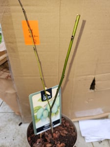 Asimina triloba „Sunflower“ 40–60 cm – indiánský banán Papau – mrazuvzdorná exotická ovocná rostlina – jedlé plody – samosprašná – vytrvalá v To Fotografie od zákazníka č. 3
