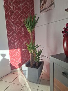 [Palmenlager] XL Yucca elephantipes 3er Tuff mit dicken Stämmen 120 cm / Zimmerpflanze Palme / echte Pflanze Kunden-Foto 1
