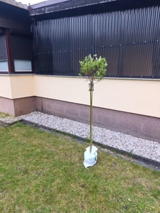 Salix Hakuro Nishiki, Höhe 170-180 cm, Harlekinweide, weiß-grünes Blatt, Japanische Weide Kunden-Foto 10