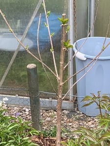 Czereśnia 'Kordia' 100-120 cm | Prunus avium | drzewo owocowe Czereśnia do ogrodu | późno dojrzewająca i wysokowydajna Zdjęcie produktu od klienta nr 3