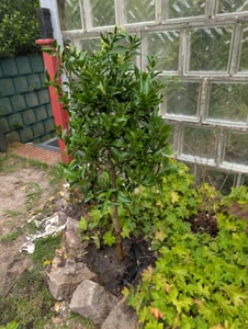 Citrus Yuzu 130 - 150 cm, Zitronenbaum Zitrone, japanische Zitrone, winterhart Kunden-Foto 2