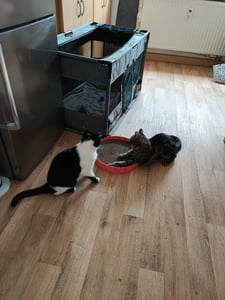 Kartonnen speelgoed voor katten, ronde krabplank, 5,5 cm hoog, diameter 34 cm Klantenfoto 8