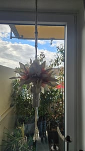 5er Set Makramee Blumenampel, Boho Deko Baumwollseil Hängeampel Blumentopf Pflanzen Halter Aufhänger für Innen Außen Decken Balkone Wanddekoration Kunden-Foto 3