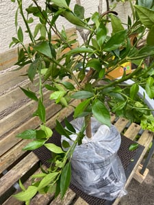 Taliansky limequat Eustis 70–100 cm – Citrus x floridana, mrazuvzdorná citrusová rastlina, jedlé plody, rastlina do kvetináča na terasu alebo balkón Fotografia od zákazníka č. 2
