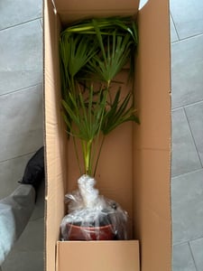Trachycarpus fortunei Hanfpalme bis 130 cm Gesamthöhe aus Freilandzucht. Frosthart bis - 19 Grad Indoor und Outdoor Kunden-Foto 2