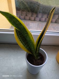 Sansevieria trifasciata Futura Superba 30-35 cm / Topf Ø 10 cm - bunter Bogenhanf Kunden-Foto 2
