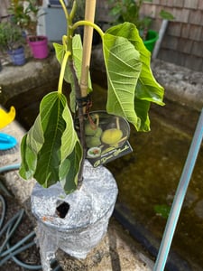 Ficus carica 'Col de Dame Blanch' Fico, vaso da 2 litri Foto del cliente 1