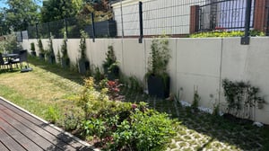 Sternjasmin ca. 120 cm - Immergrün, Duftend & Winterhart Trachelospermum jasminoides Kunden-Foto 4