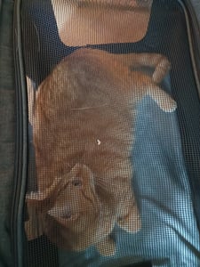 VEVOR Hundetrolley Faltbarer Hunderucksack Max.15,8kg Tragfähigkeit Transporttasche aus 600D Oxford-Stoff Hundewagen mit 4 Rädern Aufbewahrungstaschen Haustier Trolley Ideal für Autoreisen Ausflüge Kunden-Foto 3