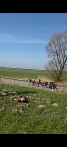 Przyczepka dla psów Hamax Pluto L Zdjęcie produktu od klienta nr 5