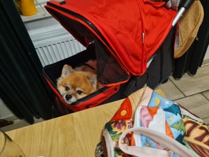 PawHut: Carrito para perros, carrito para mascotas, ideal para gatos, con 3 ruedas, plegable, color rojo Foto del cliente 1