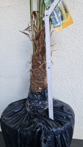 XXL winterharte Palme Hanfpalme 160-220 cm -18 °C Trachycarpus Fortunei Kunden-Foto 26