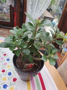 Adenium obesum Rosa- Wüstenrose - Topf 10,5cm - Höhe 25-40cm Zimmerpflanzen Kunden-Foto 2