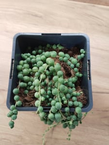 Erbse am Band - Senecio rowleyanus 14cm Topf Kunden-Foto 2