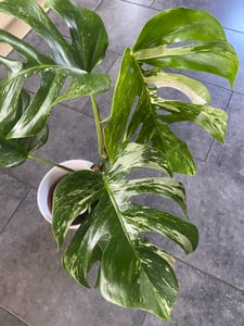 Monstera Deliciosa Variegata, wysokość 40-50 cm | Rzadka, pstrokatowa roślina doniczkowa | Rzadkość | Egzotyczna roślina z rodziny aroniowatych Zdjęcie produktu od klienta nr 6