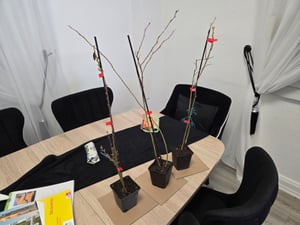 Súprava s 3x čučoriedkami - Vaccinium corymbosum - výška 30 cm - 9 cm kvetináč - Mix A Fotografia od zákazníka č. 8