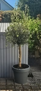 Olivenbaum Olive "Angebot" 150 - 180 cm, beste Qualität, winterhart, Olea Europaea Kunden-Foto 35