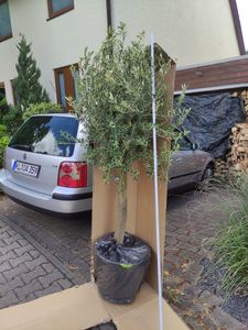 Olivenbaum Olive "Angebot" 150 - 180 cm, beste Qualität, winterhart, Olea Europaea Kunden-Foto 40
