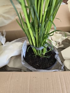 Papiro pianta da appartamento XXL 55 cm di altezza Palma Pianta VERA Foto del cliente 1