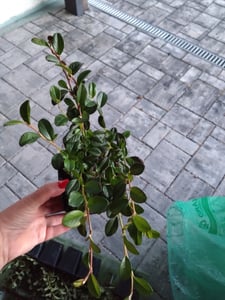 Cotoneaster dammeri 'Major' resistente 48 plantas 25cm Ø9cm cubresuelos arbusto Foto del cliente 3
