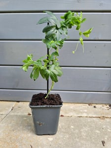 Winterharte Passionsblume Passiflora edulis 'Frederick' ca. 30 cm - exotische Schönheit - mehrjährige Kletterpflanze Kunden-Foto 1