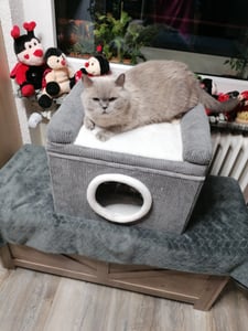 COSTWAY Maison pliable pour chat, grotte pour chat avec tapis à griffer en sisal, coussin moelleux, bords surélevés et fond antidérapant, pour 2 chats, jusqu'à 15 kg, gris Photo du client 2