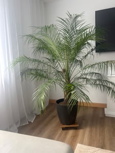 Zwerg Dattelpalme Phoenix Roebelenii 160-180 cm | Exotische Zimmerpalme | Wintergartenpalme | Elegante Zimmerpflanze Kunden-Foto 1