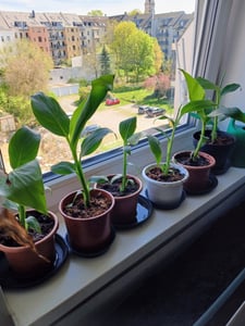 Bananowiec - 3 szt - Musa basjoo - Wysokość 25-40cm - ⌀9cm Zdjęcie produktu od klienta nr 1