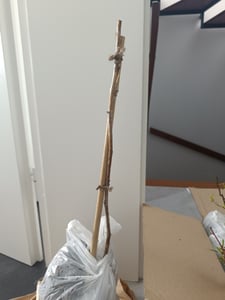 Malina „Malling Promise“ 50–70 cm – výnosná zahradní malina, sladká letní malina, Rubus idaeus, odolná bobulová rostlina pro zahradu a květináče Fotografie od zákazníka č. 1
