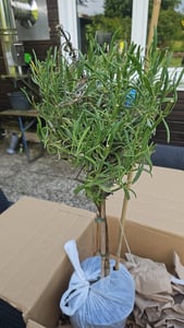 Lavandula angustifolia Hochstamm Lavendel winterhart 60-80 cm duftend lila Blüten im Topf für Garten Balkon und Terrasse Kunden-Foto 3