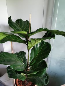 [Palmenlager] - Ficus lyrata 150 cm - Geigenfeige // Zimmerpflanze mit großen Blättern Kunden-Foto 1
